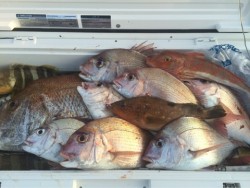 「LaGooN」蒼陽丸 日和号　 釣果