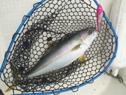 「LaGooN」蒼陽丸 日和号　 釣果