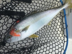 「LaGooN」蒼陽丸 日和号　 釣果