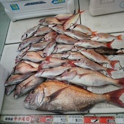チャモロ 釣果