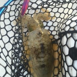 「LaGooN」蒼陽丸 日和号　 釣果