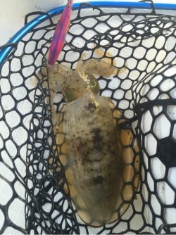 「LaGooN」蒼陽丸 日和号　 釣果