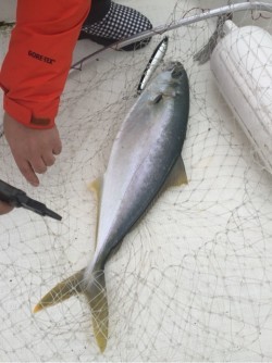 「LaGooN」蒼陽丸 日和号　 釣果