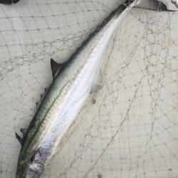 「LaGooN」蒼陽丸 日和号　 釣果