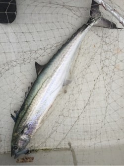 「LaGooN」蒼陽丸 日和号　 釣果