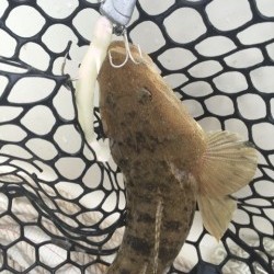 「LaGooN」蒼陽丸 日和号 釣果