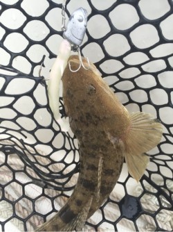 「LaGooN」蒼陽丸 日和号 釣果