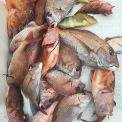 「LaGooN」蒼陽丸 日和号　 釣果