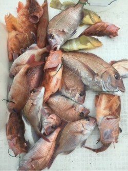 「LaGooN」蒼陽丸 日和号　 釣果