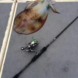 South Current 釣果