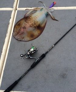 South Current 釣果