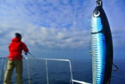 South Current 釣果