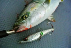 South Current 釣果