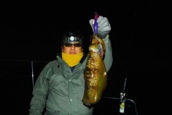 South Current 釣果