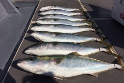 South Current 釣果