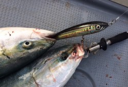 South Current 釣果