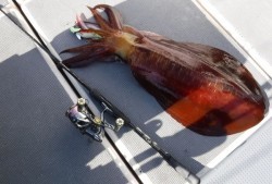 South Current 釣果