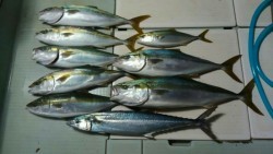 エムズジャーク（M’s JERK） 釣果