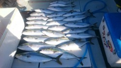 エムズジャーク（M’s JERK） 釣果