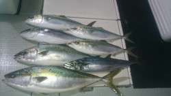 エムズジャーク（M’s JERK） 釣果