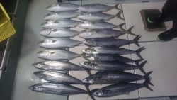 エムズジャーク（M’s JERK） 釣果