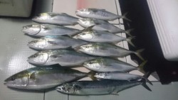 エムズジャーク（M’s JERK） 釣果