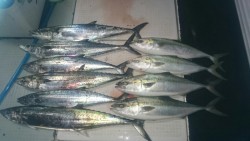 エムズジャーク（M’s JERK） 釣果