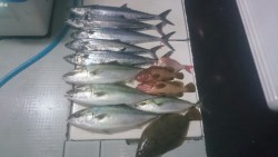 エムズジャーク（M’s JERK） 釣果