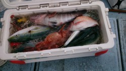 海龍丸 釣果
