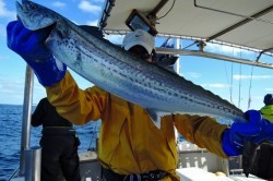 ワープゾーン 釣果