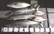 オーシャンスター(Ocean Star) …