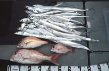 オーシャンスター(Ocean Star) …