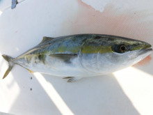 ＪＤＩ　Ｒａｃｉｎｇ　シールズマリンレジャー 釣果