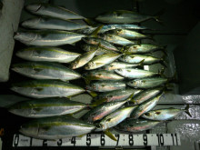 オーシャンスター(Ocean Star) …