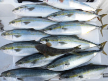 ＪＤＩ　Ｒａｃｉｎｇ　シールズマリンレジャ…