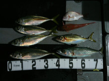 オーシャンスター(Ocean Star) …