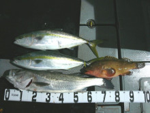 オーシャンスター(Ocean Star) …