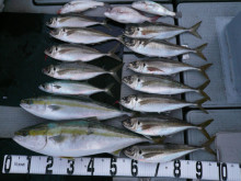 オーシャンスター(Ocean Star) …