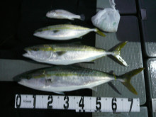 オーシャンスター(Ocean Star) …