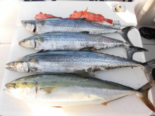 ＪＤＩ　Ｒａｃｉｎｇ　シールズマリンレジャ…