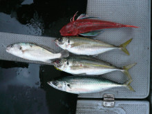 オーシャンスター(Ocean Star) …