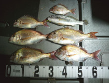 オーシャンスター(Ocean Star) …