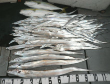 オーシャンスター(Ocean Star) …