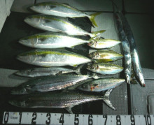 オーシャンスター(Ocean Star) …