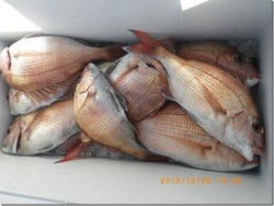 からこと丸 釣果