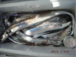 からこと丸 釣果