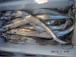 からこと丸 釣果