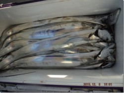 からこと丸 釣果