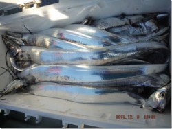 からこと丸 釣果