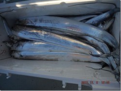 からこと丸 釣果